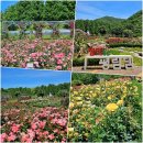 평림족발 | 장성가볼만한곳 평림댐 장미공원 광주 근교 드라이브 추천 여행