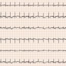 초콜릿종합동물병원 이미지