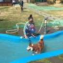 더 펫 애견샾 이미지