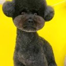 버블리독 이미지