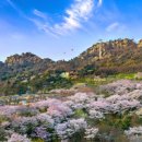 꽃길만걷자 이미지