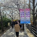 안양 충훈부 벚꽃축제. (副題 : 하늘의 뜻 누가 알리요) 이미지
