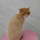 프린세스 캣 이미지