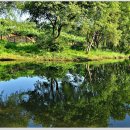 버드나무 이미지