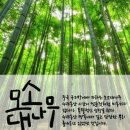 모소대나무