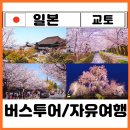 교토 벚꽃 개화시기 오사카 교토 버스투어 여행한그릇 vs 자유여행 비교 가격 내돈내산 추천 찐후기