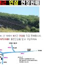 금양약초인삼사 Daum카페