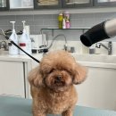 야옹아 멍멍해봐 미용실 이미지