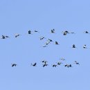 철원의 재두루미(White-naped crane) 이미지