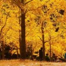 은행나무 포장마차 이미지