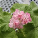 골든스위트 이미지