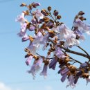 오동나무 이미지