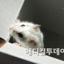 '프로게스테론' 신경아세포종 치료 할 수 있다 이미지