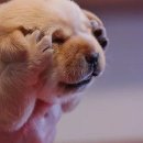 미용하는강아지 이미지