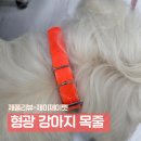 제이제이펫 | 형광 강아지 목줄 후기｜밤 산책 가시성 좋은 방수 개목줄 자비가 직접 써봄~!