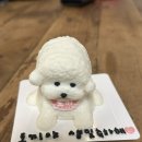 봉쥬르폼피 이미지