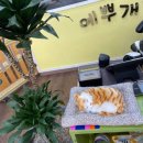 예뿌개 이미지