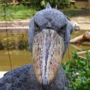 넓적부리 황새 (구두부리 황새, Shoebill stork) 이미지