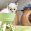 리터바이 이미지