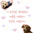 오름플러스종합관리 | 강아지 사료 추천 본아페티 플러스 피모관리 기능성 사료 감자랑 밤톨이 후기