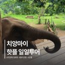 일일과일카페 - 23037 | 치앙마이 여행코스 추천 엘리핀팜 몬쨈 핫플 일일투어 후기