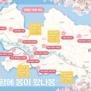 2024 양평 벚꽃 명소 이미지