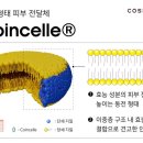 셀루 이미지