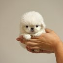 화이트 퍼피 켄넬 이미지