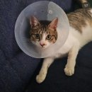 꼼지의 작은세상 | 꼼지랑 고양이 인형키링 주문제작