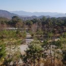 소나무농원 캠핑장 이미지