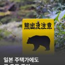 일본 주택가에도 곰 출몰 증가 🐻⚠️ 이미지