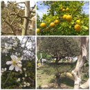 나오리농장 이미지