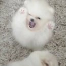 씨즈더데이 이미지