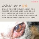 호서메디칼 | 강아지 눈에 이물질 안충 먼지 털 병원 진료 후기 차지우동물병원