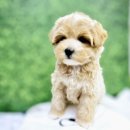 김해 해피몽 김해강아지분양 고양이분양 이미지