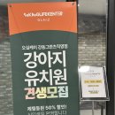 그란츠 | 강동구 애견유치원 유목민 정착! 오십케이강동그란츠직영점 솔직 후기