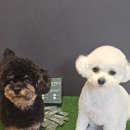 라파펫 | 강아지유산균 강아지유산균추천 라파펫유산균 다견가정 솔직 급여 후기