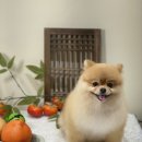 아미고 펫살롱 네이버블로그