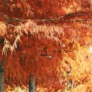 함평천지길 이미지