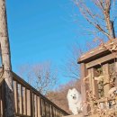 나 대관령왔어 이미지