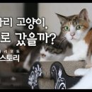 고양이 쉼터 이미지
