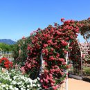 장미의거리12 이미지