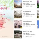 2014년 벚꽃개화시기와 축제 이미지