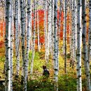 자작나무 숲 이미지