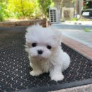 착한애견분양강아지 수원광교본점 이미지