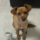 덕포농장 | 강아지 말랑한사료 메이에르 그린밀 덕포독 소프트 급여 후기