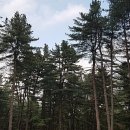 축령산건강원 | [1년 전 오늘] 아름드리 잣나무가 울창한 명품 치유의숲 가평 경기도잣향기푸른숲