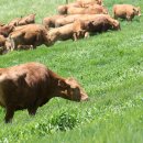 한우가즈아 이미지