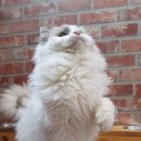 신비돌스 랙돌 캐터리 이미지