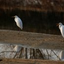 학-비상 이미지